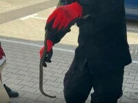 Un curier din județul Cluj a găsit un șarpe lângă colete. Bărbatul a sunat de urgență la 112