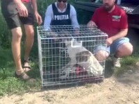 Poliția Animalelor a făcut vizite localnicilor unei comune din Botoșani. Oamenii nu au primit amenzi, ci sfaturi