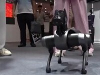 câinele robot