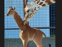 girafa unica in lume in SUA