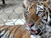 Vasluianul beat care provocat tigrul de la zoo s-a ales cu o bucată lipsă din laba piciorului