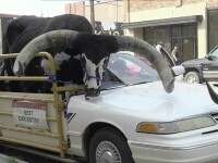 Un șofer a decupat plafonul mașinii pentru a merge cu un taur pe autostradă. Ce a urmat | FOTO