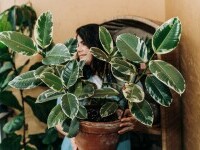 Ficus elastica