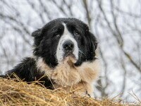 ciobanesc de bucovina