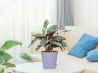 Calathea