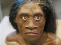 Homo floresiensis