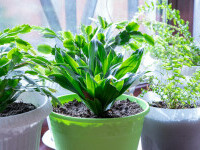 Aspidistra elatior planta de fier