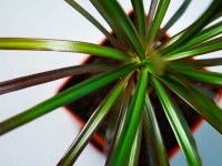 dracaena