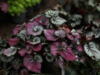 begonia rex