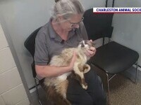 Un motan și-a regăsit stăpâna după ce a lipsit de acasă aproape 11 ani. Momentul revederii a devenit viral pe internet