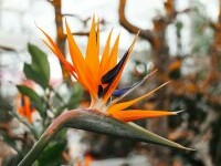 Strelitzia nicolai