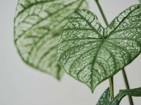 Floarea vârf de suliță, planta întâlnită frecvent în apartamente, dar care este mai toxică decât credeai. La ce să ai grijă