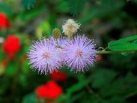 mimosa pudica