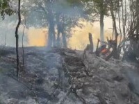 Pompierii din Mehedinți se luptă de zile întregi cu incendiile. Focul a fost la un pas să mistuiască satul Cireșu