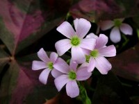 Oxalis triangularis