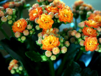 Kalanchoe blossfeldiana