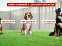 caini