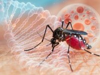 Aedes, tantar