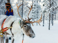 Laponia se sufocă sub valul record de căldură. Renii mor din cauza temperaturilor ridicate