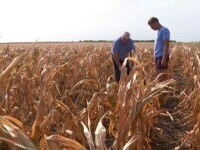 Seceta amenință iar agricultura. Fermierii se plâng că nu îi ajută nimeni: nici cerul, cu ploaie, nici statul, cu bani