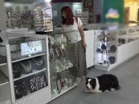 Oradea vrea să devină primul oraș „prietenos cu animalele”. Locurile publice vor permite accesul câinilor, dacă au atestat