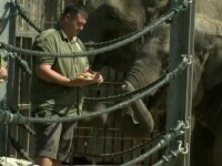 O grădină zoologică din Budapesta a serbat 159 de ani de existență. Vizitatorii s-au bucurat de tururi și ateliere creative