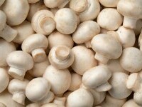 ciuperci champignon