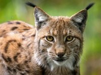 Alertă reală: Râs pierdut din lesă pe străzile din Fălticeni. Ce trebuie să facă oamenii care îl văd