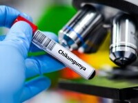 Cum se traduce ”chikungunya”, virusul care reaprinde teama unei pandemii. Se referă la un simptom înfiorător al victimelor