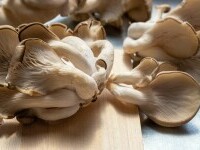 ciuperci pleurotus
