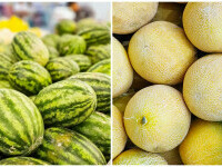 pepene galben vs pepene rosu