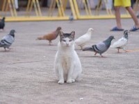 Mai mulți infractori din Rusia au fost arestați după ce s-au folosit de o pisică pentru a introduce droguri într-o închisoare