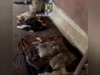 Abator ilegal descoperit în Argeș. Polițiștii au confiscat sute de kilograme de carne și resturi în stare de putrefacție