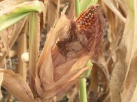 Canicula a afectat culturile de porumb din UE. Importurile vor atinge cel mai ridicat nivel din ultimii ani