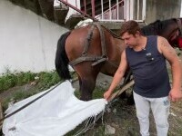 Primăria unei localități din județul Sibiu îi va sancționa pe cărutașii care lasă dejecțiile cailor pe stradă