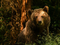 Un motociclist de 73 de ani a fost mușcat de un urs pe Transfăgărășan. Bărbatul aștepta în coloană când a fost atacat