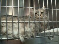 Abonamentele medicale pentru animale, noul trend în România. Care sunt prețurile și ce servicii sunt incluse