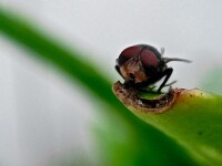 Un parazit care mănâncă țesuturi vii a fost depistat pentru prima dată la un om din SUA. Cazul a șocat medicii