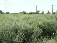 „Uraganul nevăzut”: Niveluri alarmante de polen de ambrozie în aerul din România. Chiar și nealergicii pot fi afectați