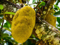 Jackfruit