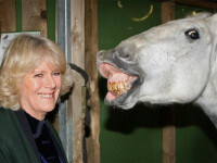Camilla si calul fericit