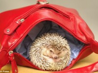 Arici pe post de accesorii la moda!