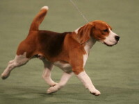 Beagle