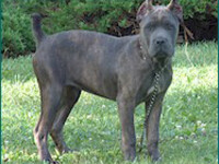 Mastiff