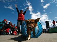 Organizatia Vier Pfoten sustine o demonstratie de dresaj cu caini comunitari, in cadrul evenimentului