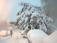 zapada timisoara