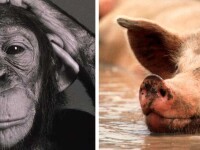 Studiu: Istoria oamenilor ar fi inceput cand o femela cimpanzeu s-a imperecheat cu un porc