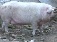 Ce vedeta supraponderala este ingrozita ca are interzis la jumari