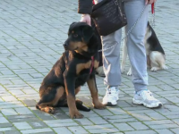 Demonstratie de dresaj canin in centrul Capitalei. Spectacolul pe care l-au prezentat 30 de caini pentru sute de oameni