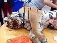 Un om de afaceri chinez, condamnat la 13 ani de inchisoare pentru ca a mancat trei tigri, dintr-o specie rara